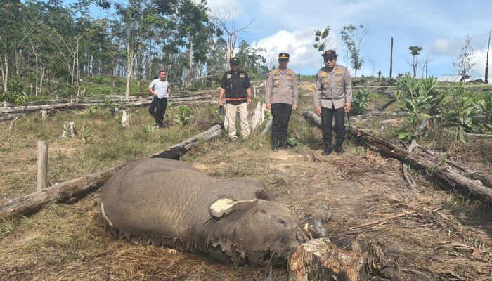Anak Gajah Ditemukan Mati di Tesso Nilo, Kapolda Riau Turun ke Lokasi