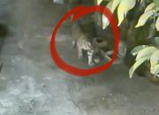 Harimau Sumatera Terekam CCTV Masuk Permukiman Siak