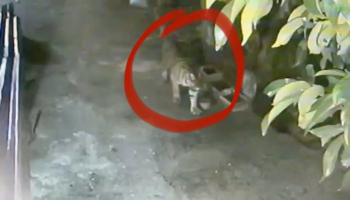 Harimau Sumatera Terekam CCTV Masuk Permukiman Siak