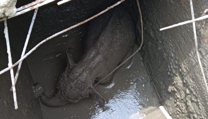 Kawanan Gajah Mengamuk di Minas Siak, Dipicu Anak Gajah Jatuh ke Septic Tank