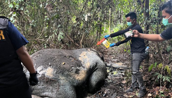 Gajah Ditemukan Mati Tanpa Kepala di Konsesi RAPP, Polisi Selidiki Dugaan Kejahatan Satwa