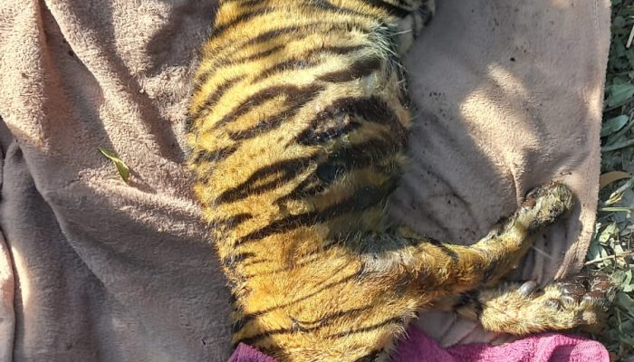 Anak Harimau Sumatera yang Memangsa Ternak Warga Tanjung Pulai Berhasil Ditangkap