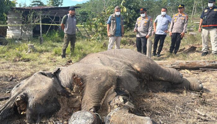 Pemilik Lahan Jadi Tersangka Kematian Anak Gajah di Tesso Nilo