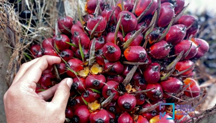Harga Kelapa Sawit Plasma Riau Turun, Umur 9 Tahun Tembus Rp3.948/Kg