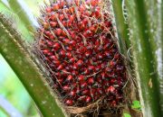 Harga Sawit Riau Naik, TBS Tembus Rp3.950 per Kg