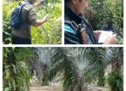 Babak Baru Konflik Lahan PT DSI, Pemkab Siak Ukur Kebun Sawit Milik Warga