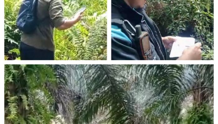 Babak Baru Konflik Lahan PT DSI, Pemkab Siak Ukur Kebun Sawit Milik Warga