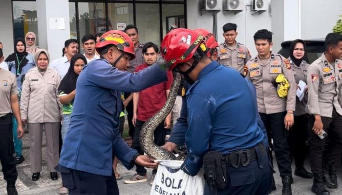 Gedung Tahanan Polda Riau Disusupi Ular Sanca 3 Meter, Damkar Lakukan Evakuasi