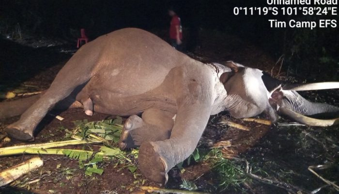 Gajah Jinak Indro Mati, Dunia Konservasi Riau Berduka