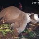 Gajah Jinak Indro Mati, Dunia Konservasi Riau Berduka
