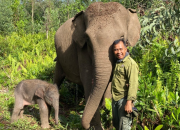 Populasi Gajah Sumatera Bertambah di Riau