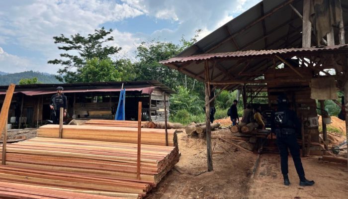 Polda Riau Ungkap Sawmill Ilegal di Kampar, Satu Tersangka Diamankan