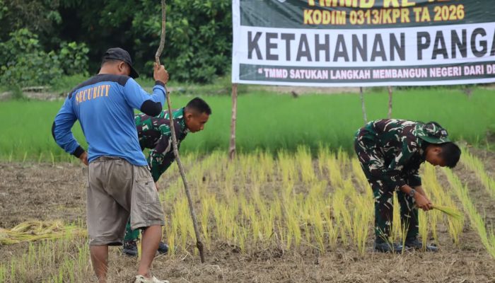 Satgas TMMD Ke-129 Perkuat Ketahanan Pangan dengan Tanam Padi di Pelalawan
