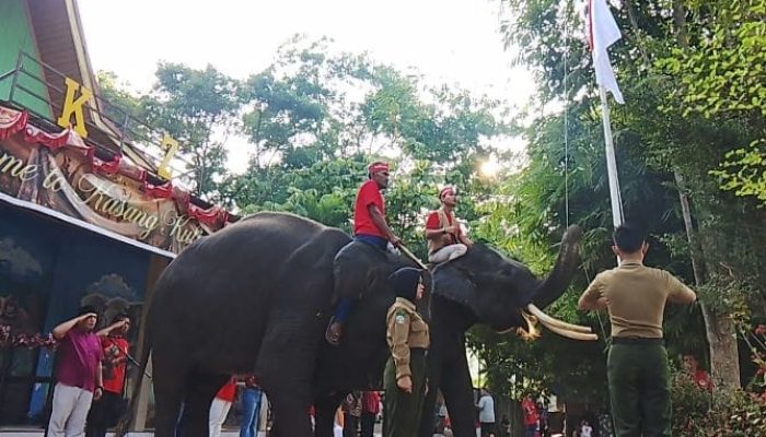 Dua Gajah Terlatih Jadi Pengerek Bendera Saat HUT ke-81 RI di Kampar