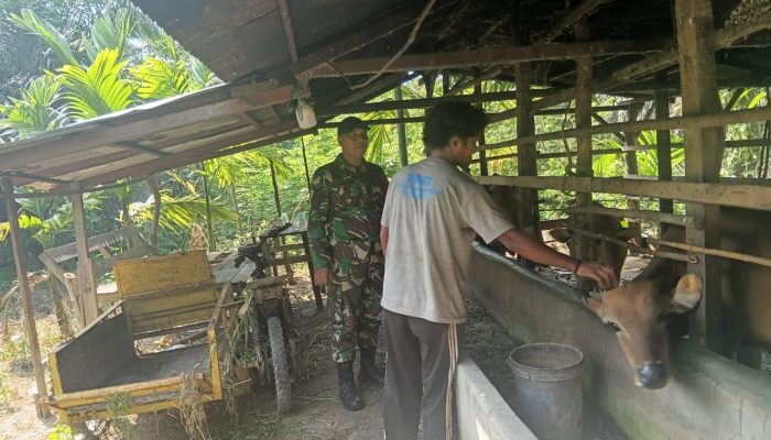 Cegah Penyebaran PMK, Babinsa Periksa Ternak Warga