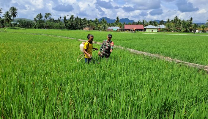 Dukung Ketahanan Pangan, Babinsa Dampingi Petani Padi Rohul