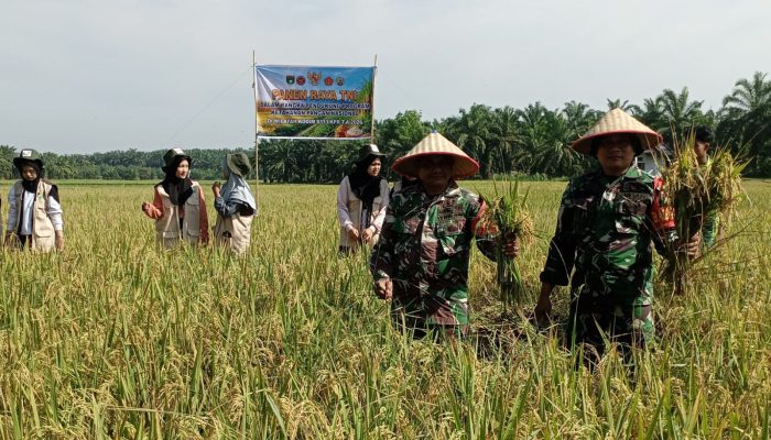 TNI Turun ke Sawah, Bantu Petani hingga Angkut Hasil Panen