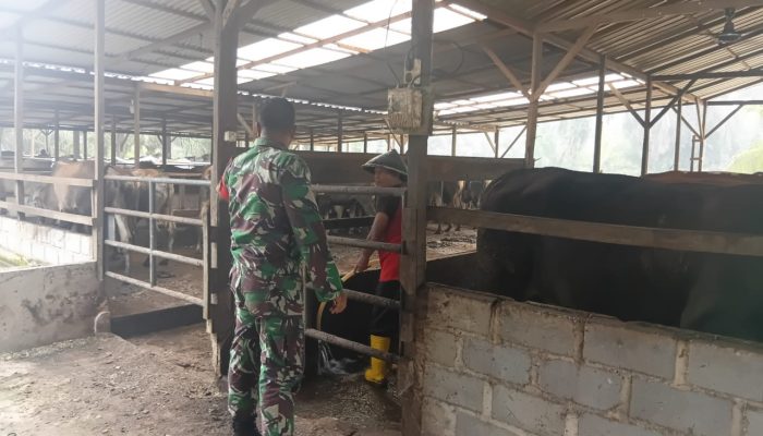 Antisipasi PMK, Babinsa Minta Peternak Jaga Kebersihan Kandang